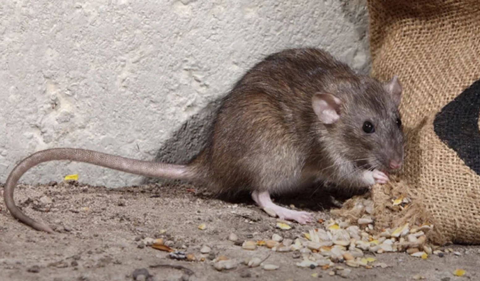 фото: Профессиональная дератизация в Абакане: <br/>+7-909-173-42-96