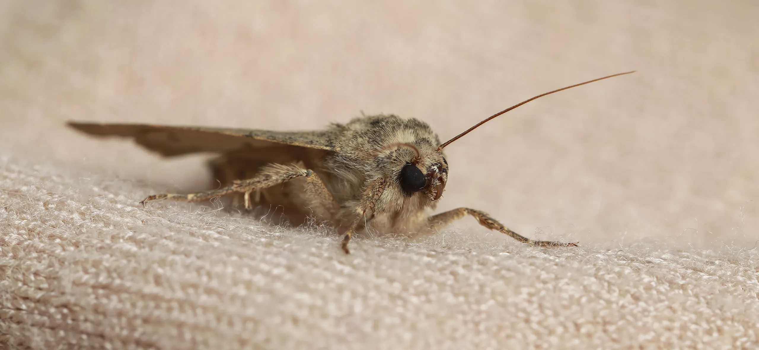 фото: Профессиональная обработка от моли в Абакане: <br/>+7-909-173-42-96